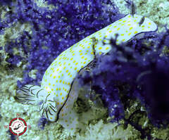 Hypselodoris pulchella