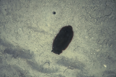 Dendrodoris arborescens