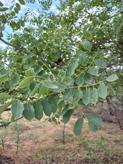 Sclerocarya birrea