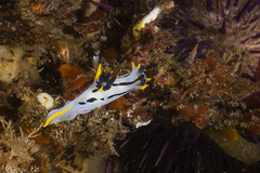 Polycera capensis