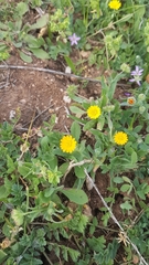 Coleostephus myconis