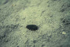 Dendrodoris arborescens