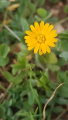 Coleostephus myconis