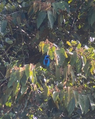 Cotinga amabilis image