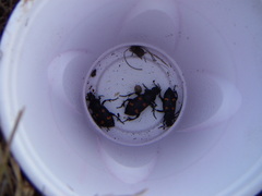Nicrophorus carolina