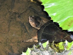 Pelusios castanoides