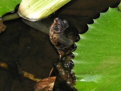 Pelusios castanoides