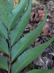 Cyrtomium devexiscapulae