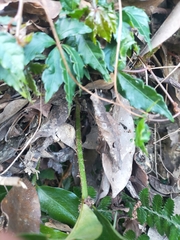 Cyrtomium devexiscapulae