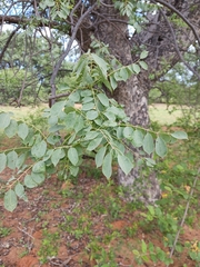 Sclerocarya birrea