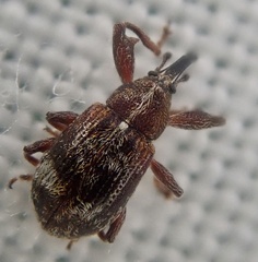 Anthonomus bituberculatus