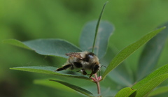 Bombus veteranus