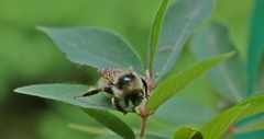 Bombus veteranus