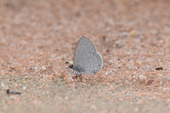 Pseudonacaduba sichela