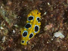 Phyllidia ocellata