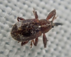 Anthonomus bituberculatus