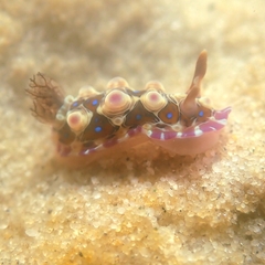 Dendrodoris krusensternii