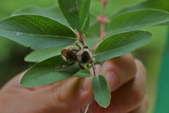 Bombus veteranus