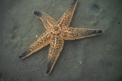 Asterias amurensis