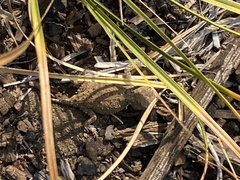 Phrynosoma douglasii