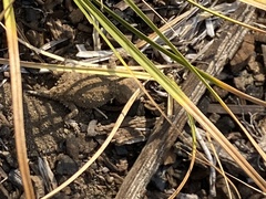 Phrynosoma douglasii