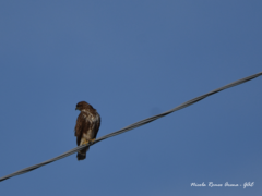 Buteo buteo