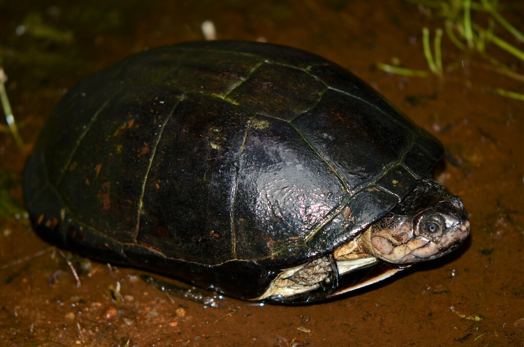 Yellow-Bellied Mud Turtle