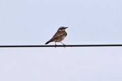Turdus eunomus