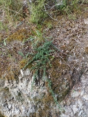 Cotoneaster microphyllus