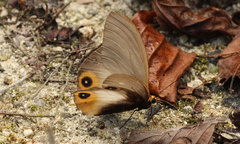 Taenaris macrops