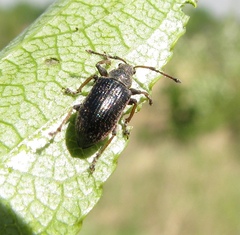 Phyllobius