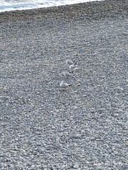 Chroicocephalus ridibundus