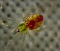 Nigma puella