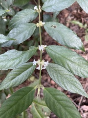 Lasianthus formosensis