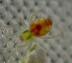 Nigma puella