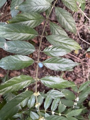 Lasianthus formosensis