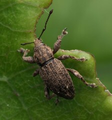 Chalepistes compressus