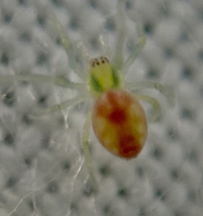 Nigma puella