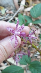 Dipodium campanulatum