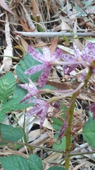 Dipodium campanulatum