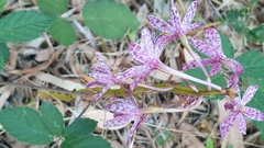 Dipodium campanulatum