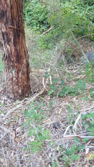 Dipodium campanulatum