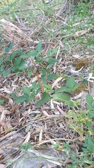 Dipodium campanulatum