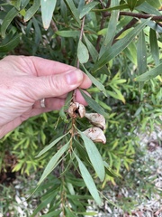 Hakea salicifolia