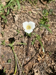 Calochortus subalpinus