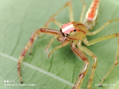 Viciria pavesii