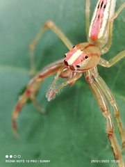 Viciria pavesii