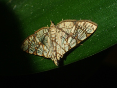 Glyphodes caesalis