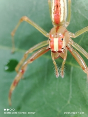 Viciria pavesii
