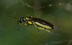 Rhogogaster picta